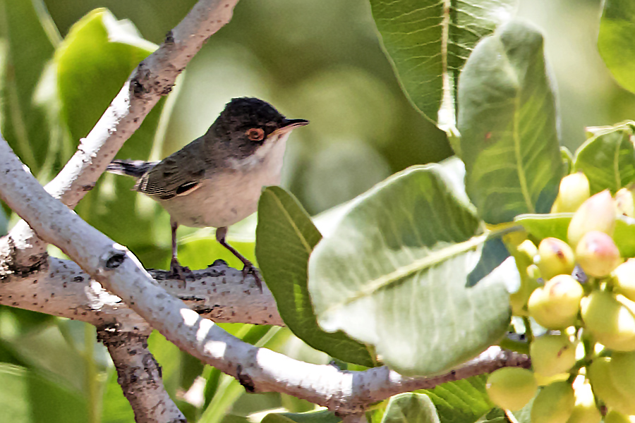 Pembegöğüslü ötleğen