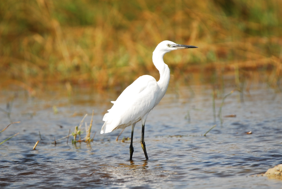Küçük ak balıkçıl