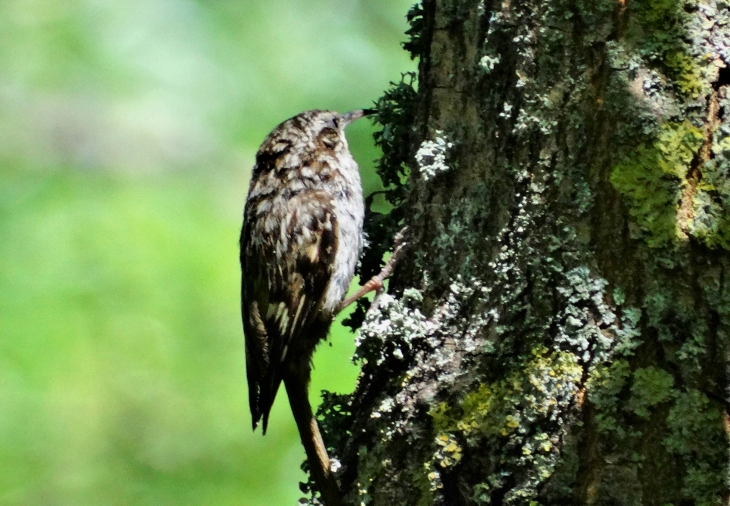 Bahçe tırmaşıkkuşu