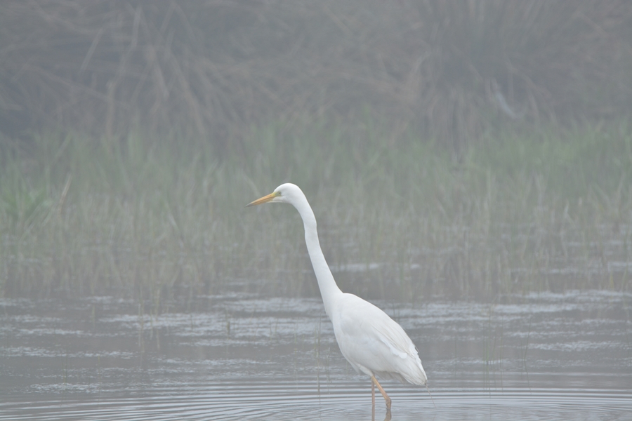 Büyük ak balıkçıl