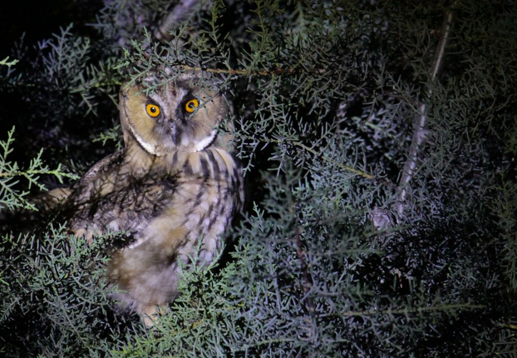 Kulaklı orman baykuşu