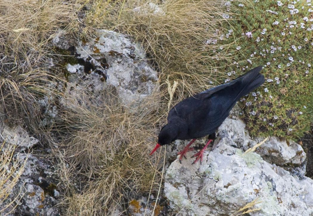 Kırmızıgagalı dağ kargası