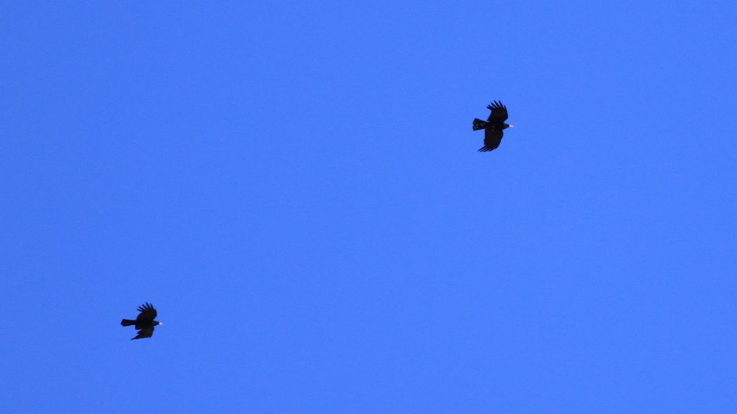 Sarıgagalı dağ kargası