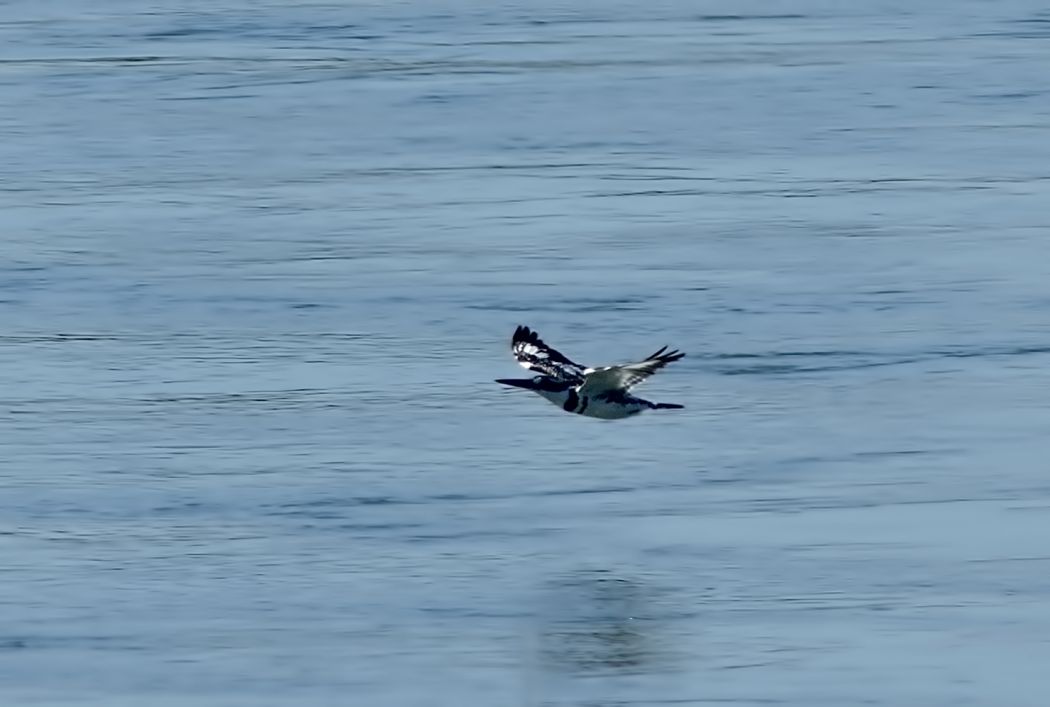 Alaca yalıçapkını