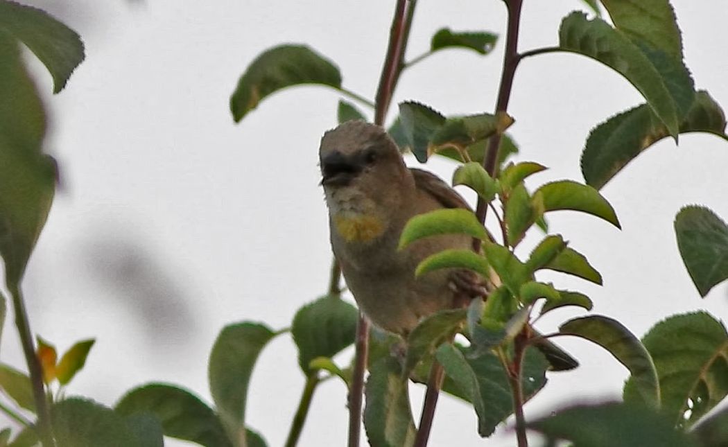 Sarıboğazlı serçe