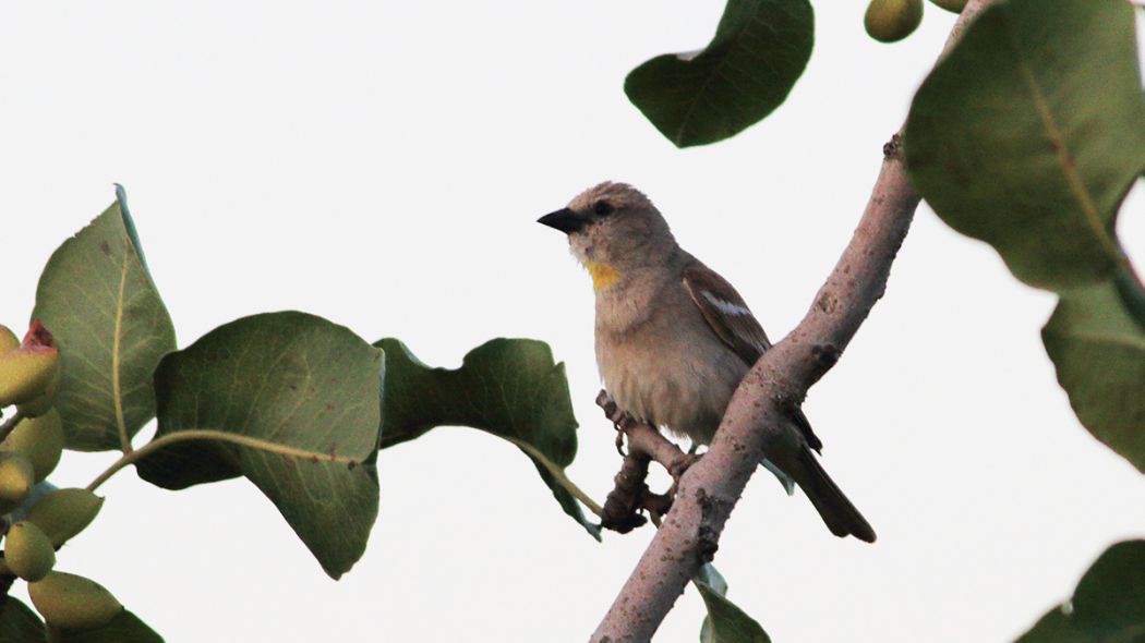 Sarıboğazlı serçe