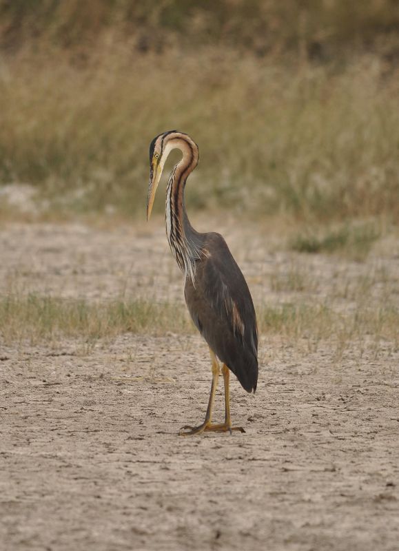 Erguvani balıkçıl