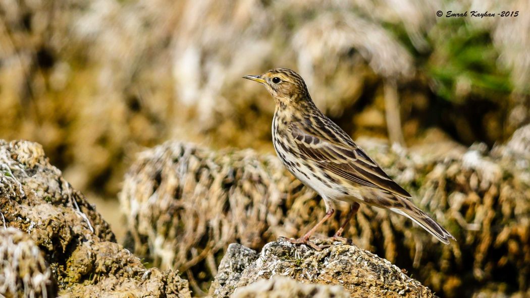 Kızılgerdanlı incirkuşu