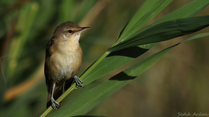 Büyük kamışçın