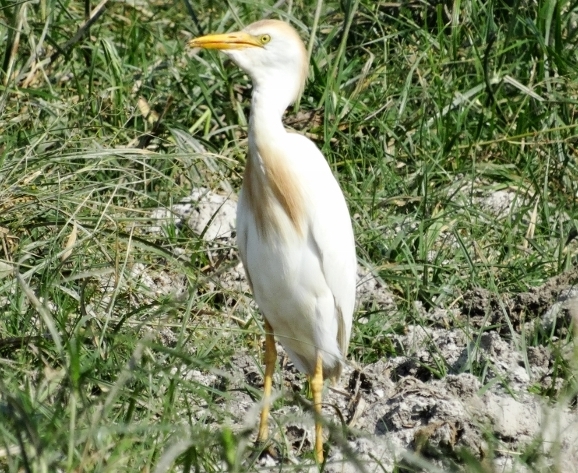 Sığır balıkçılı