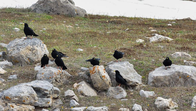 Sarıgagalı dağ kargası