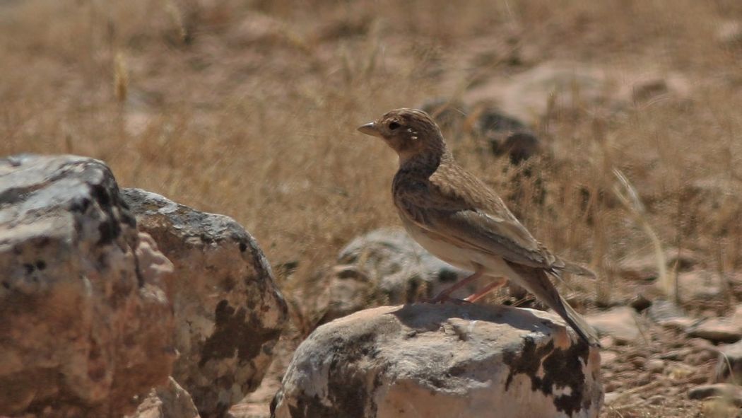 Türkistan çorak toygarı