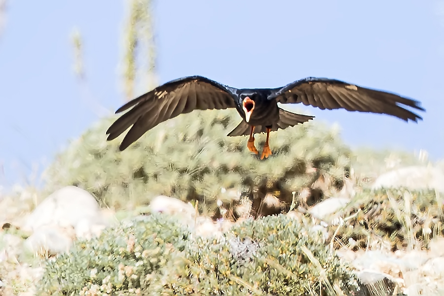 Kırmızıgagalı dağ kargası
