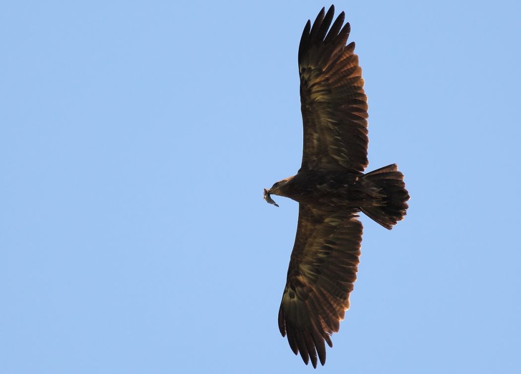 Küçük orman kartalı