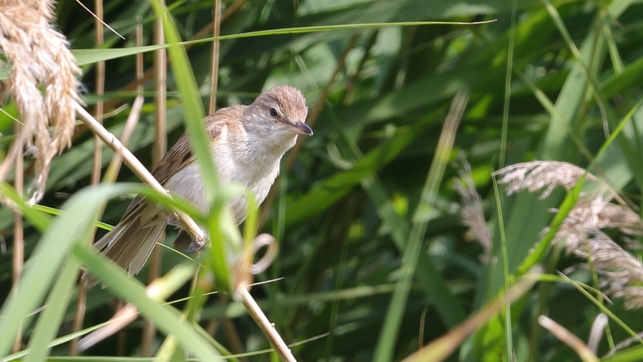 Büyük kamışçın