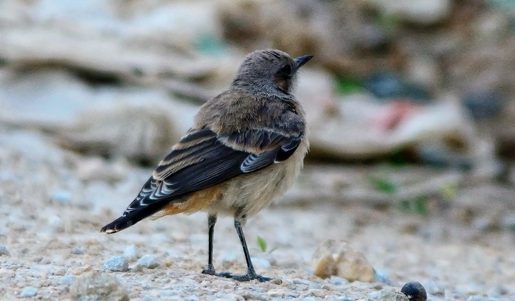Kızılca kuyrukkakan