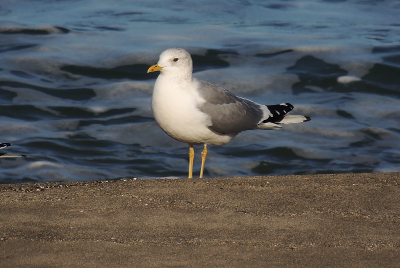 Küçük gümüş martı