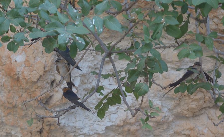 Kızıl kırlangıç