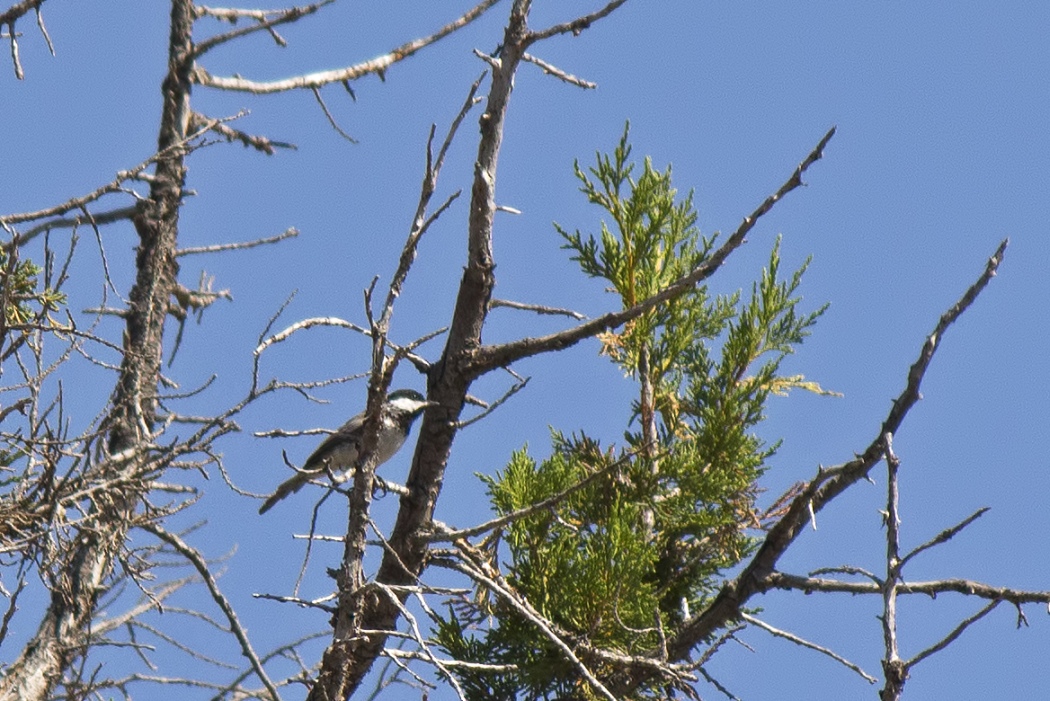 Akyanaklı baştankara