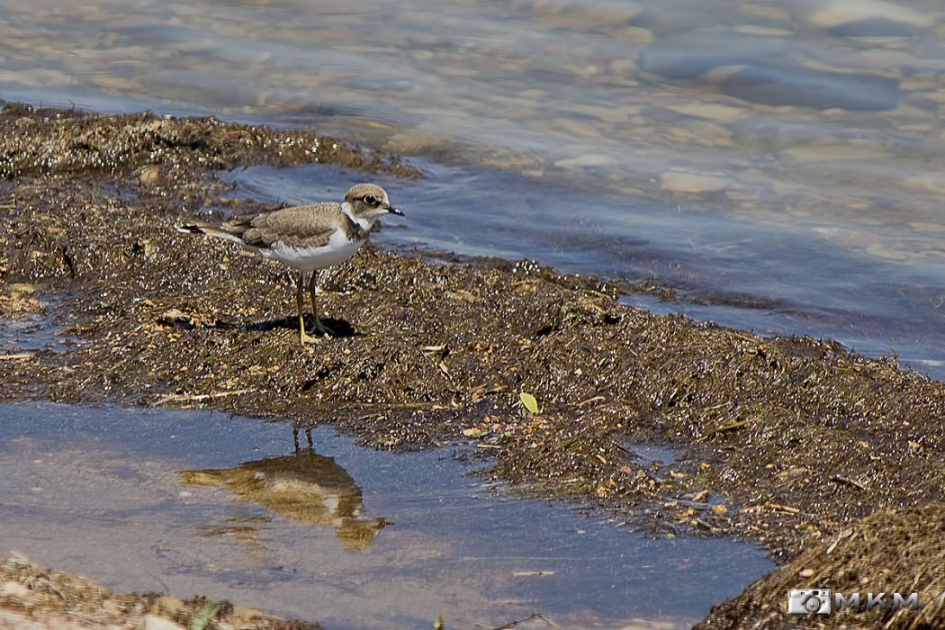 Halkalı küçük cılıbıt