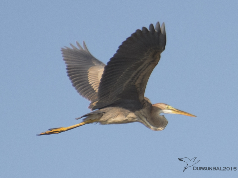 Erguvani balıkçıl