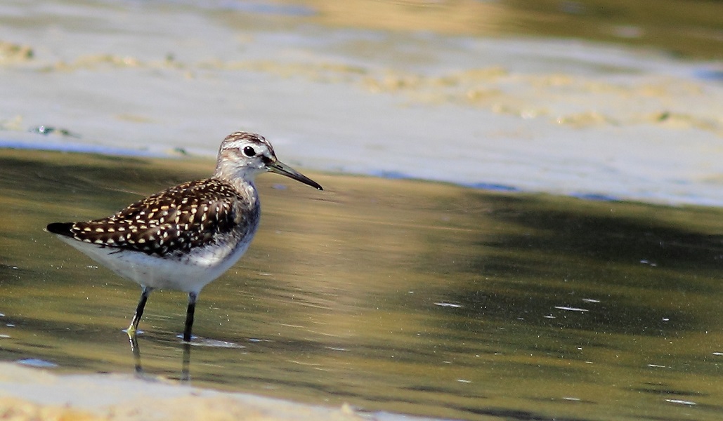 Orman düdükçünü