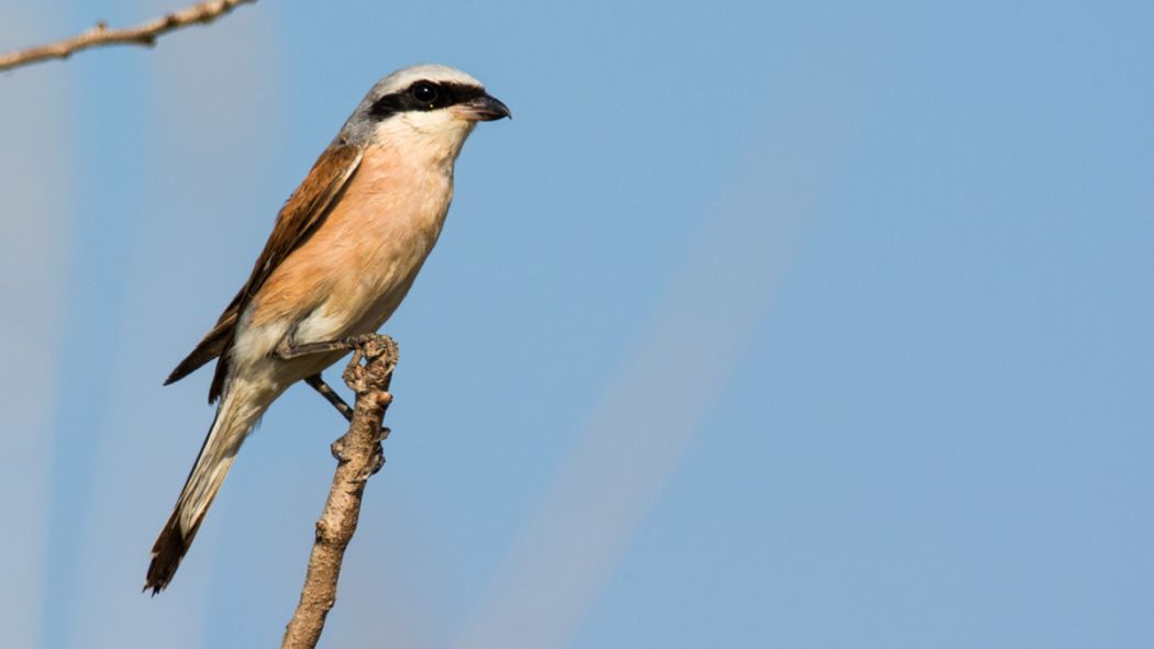 Kızılsırtlı örümcekkuşu