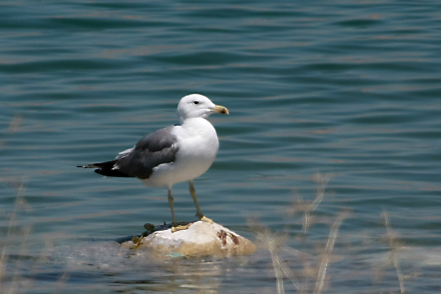 Van gölü martısı
