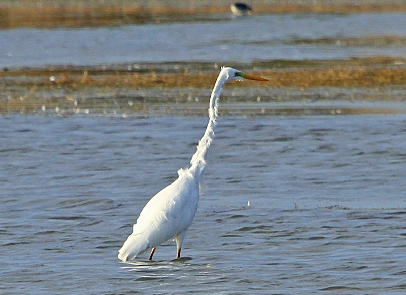 Büyük ak balıkçıl