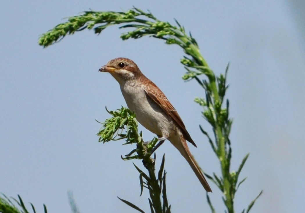 Kızılsırtlı örümcekkuşu