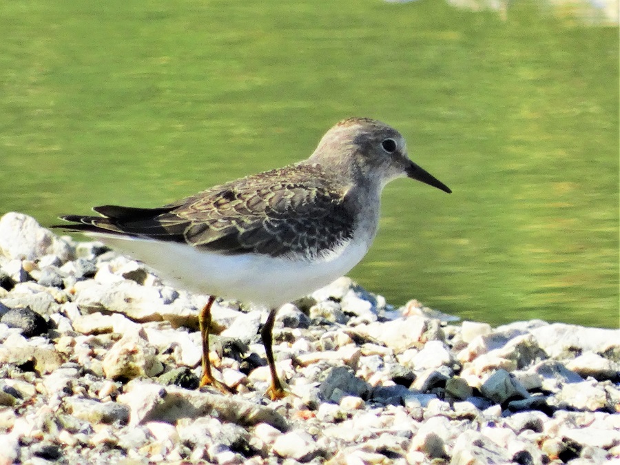 Sarıbacaklı kumkuşu