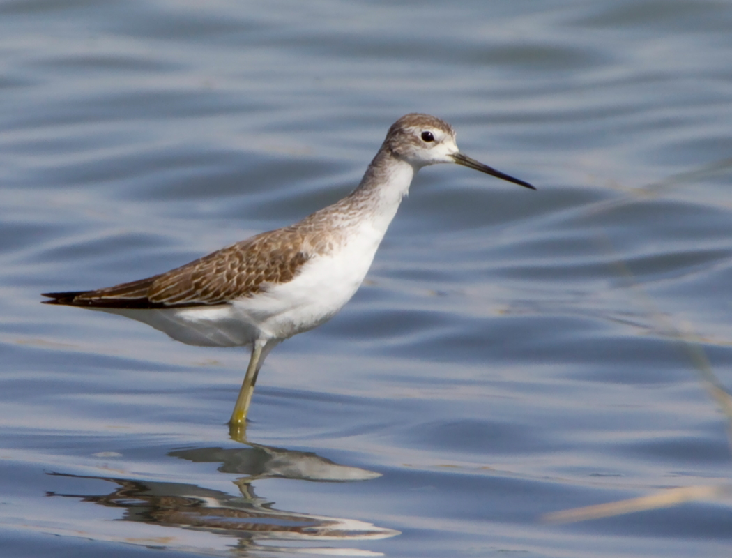 Bataklık düdükçünü