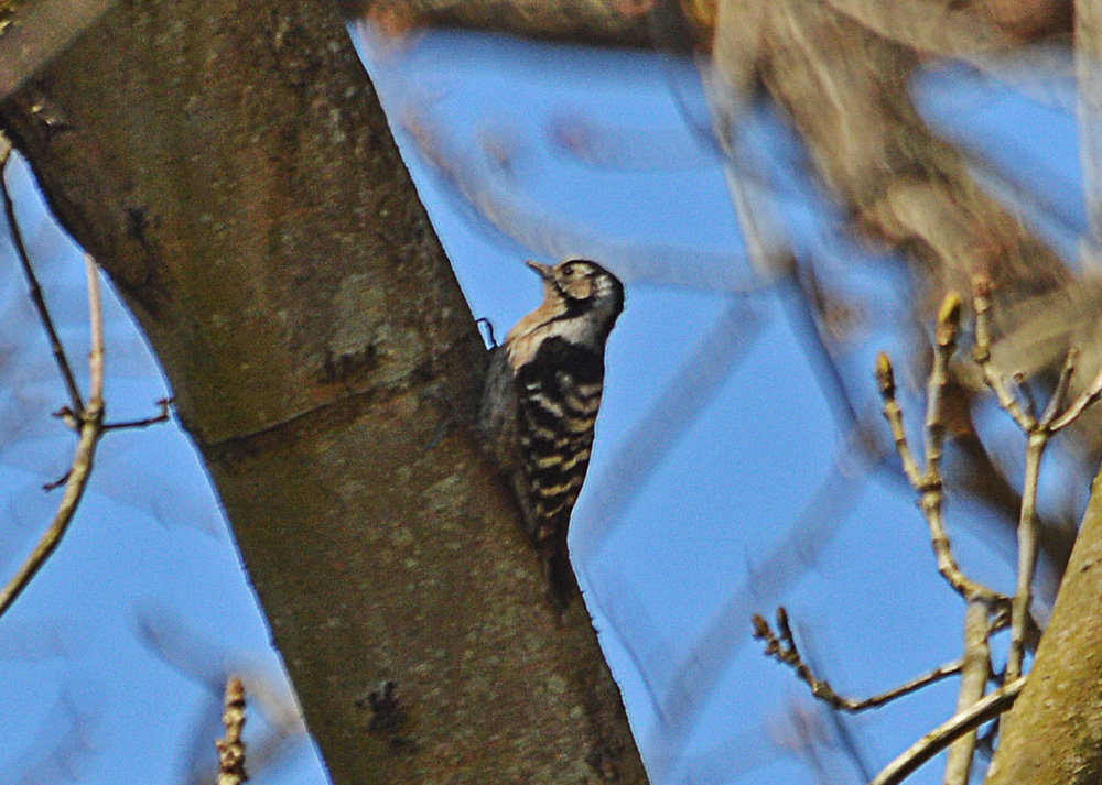 Küçük ağaçkakan