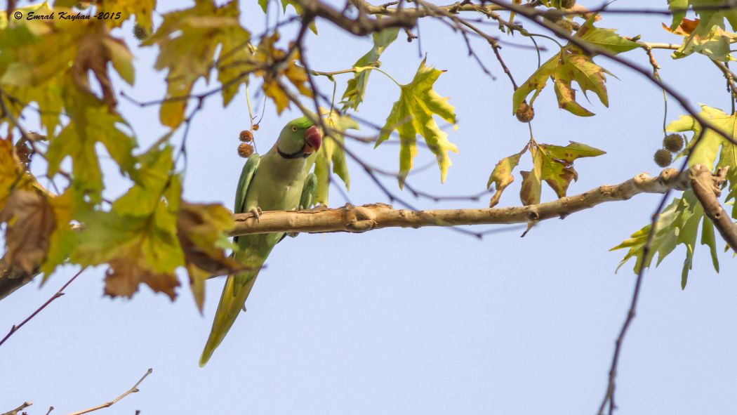 İskender papağanı