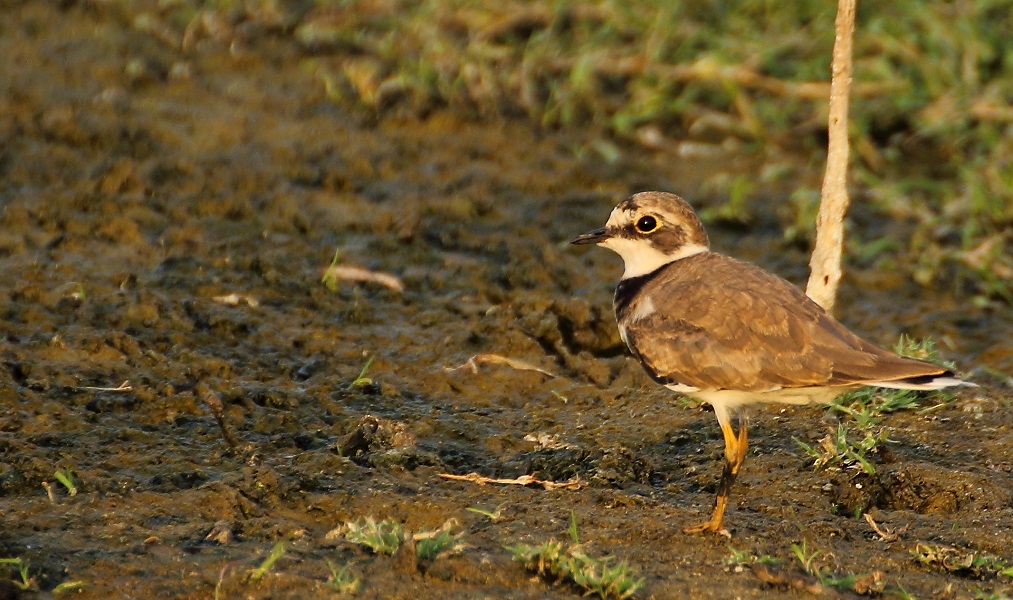 Halkalı küçük cılıbıt