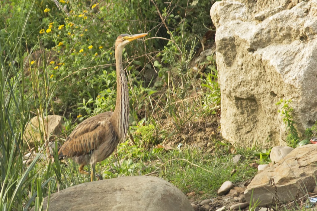 Erguvani balıkçıl