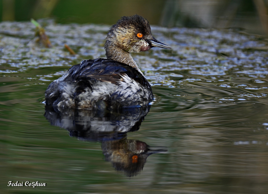 Karaboyunlu batağan