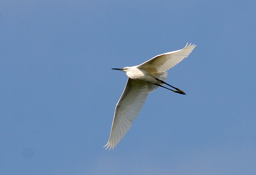 Küçük ak balıkçıl