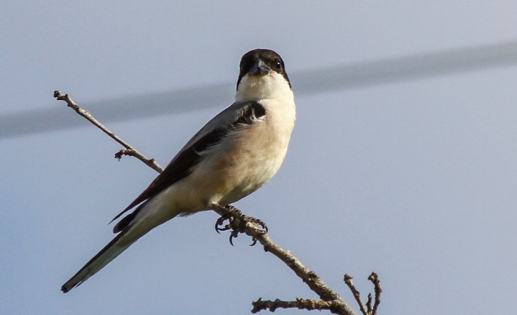 Karaalınlı örümcekkuşu