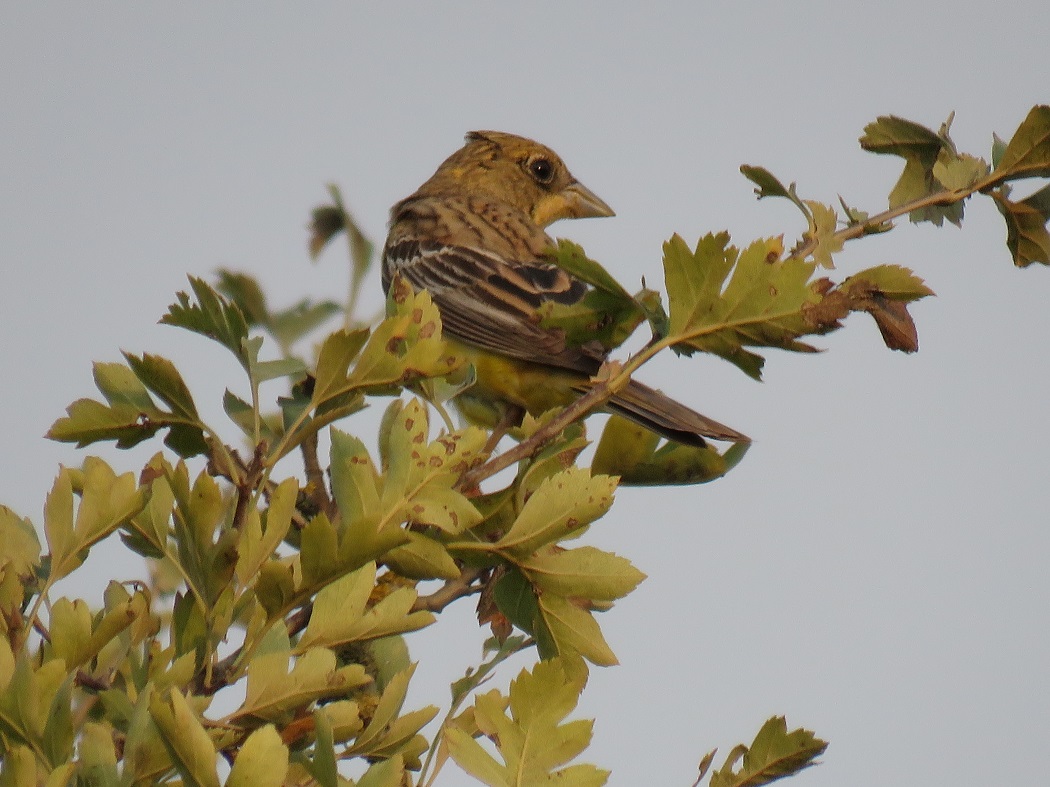 Karabaşlı kirazkuşu