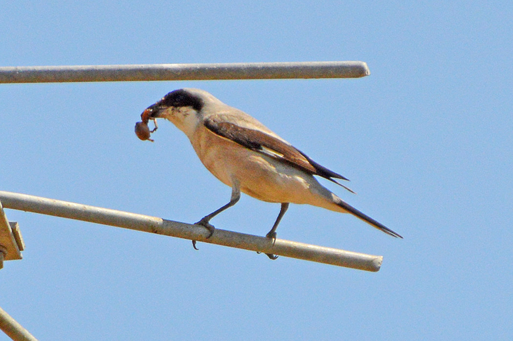 Karaalınlı örümcekkuşu
