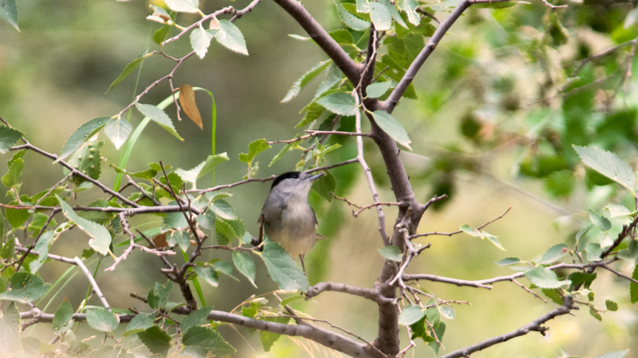 Karabaşlı ötleğen