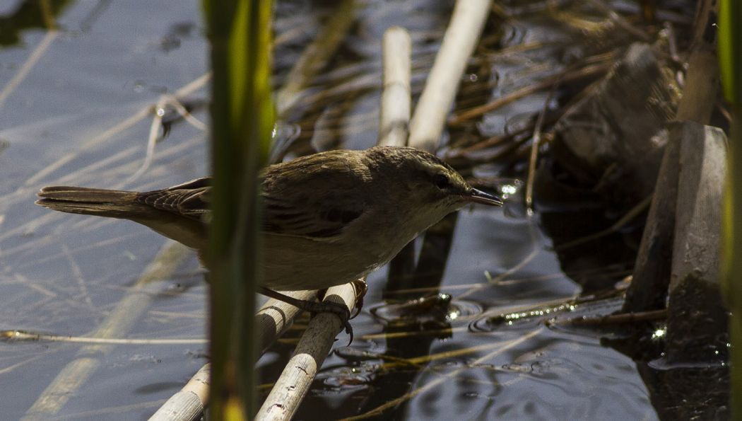 Kındıra kamışçını