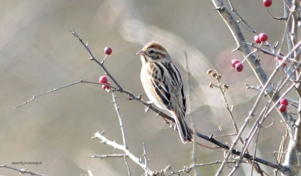 Bataklık Kirazkuşu