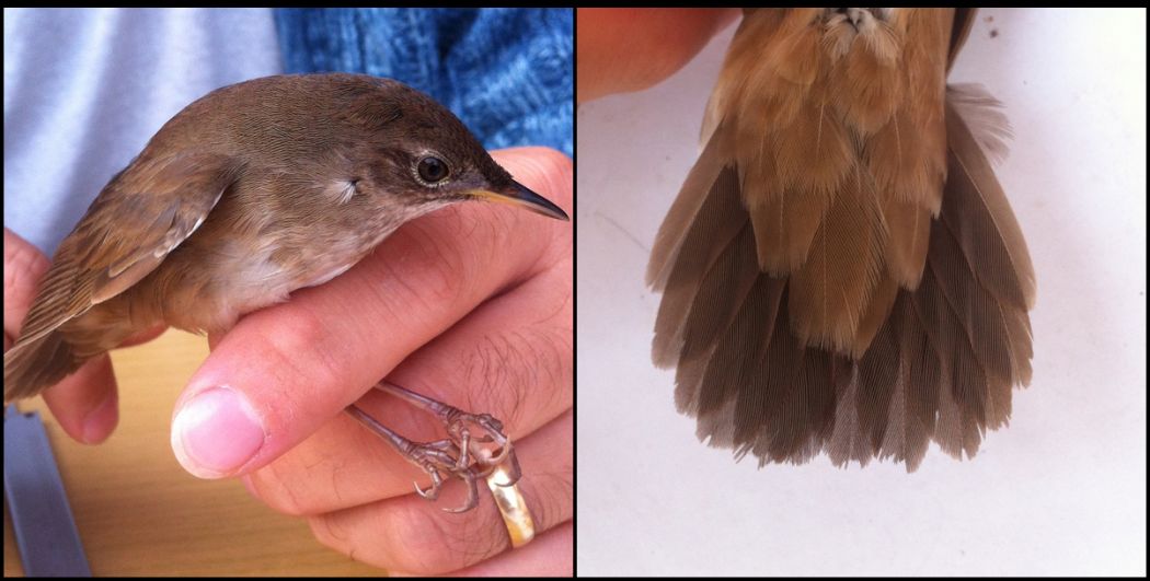 Ağaç kamışçını