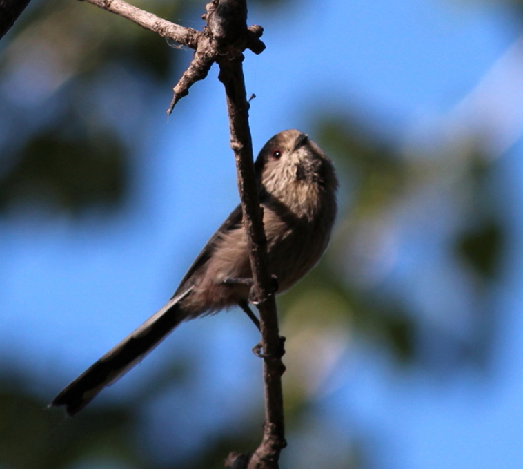 Uzunkuyruklu baştankara