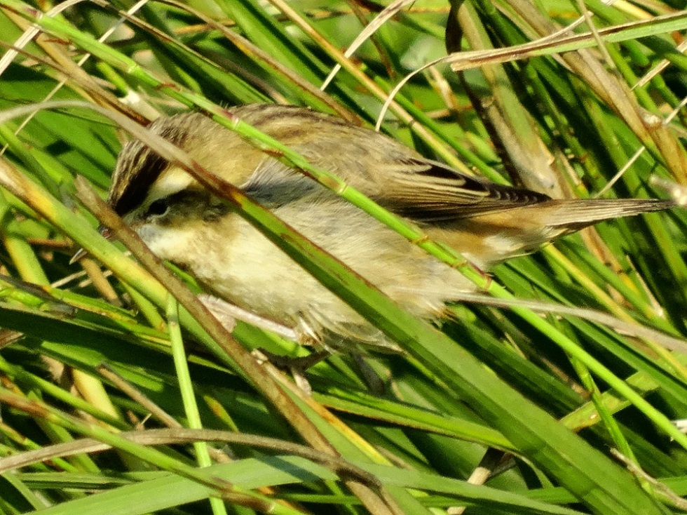 Kındıra kamışçını