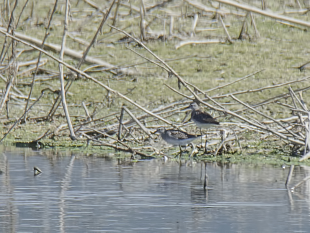 Orman düdükçünü