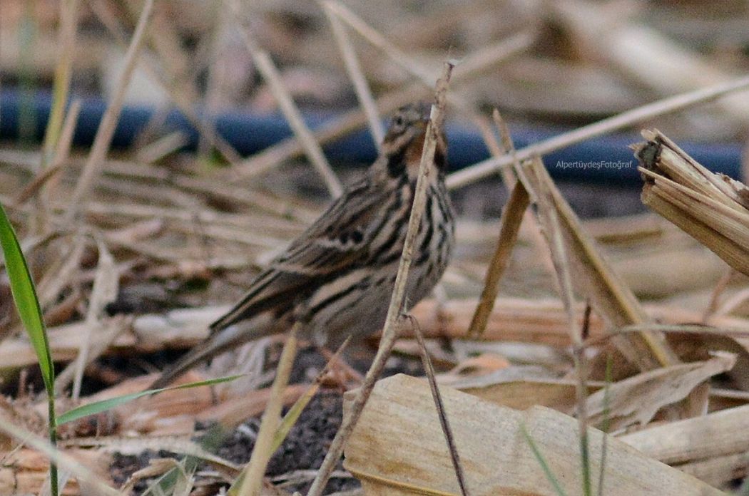 Kızılgerdanlı incirkuşu