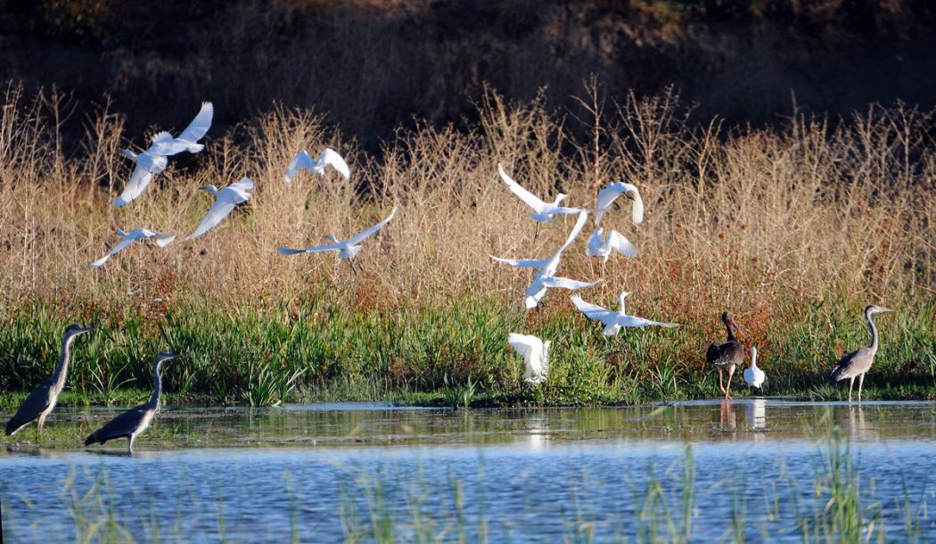 Sığır balıkçılı